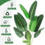 Plant-706849847