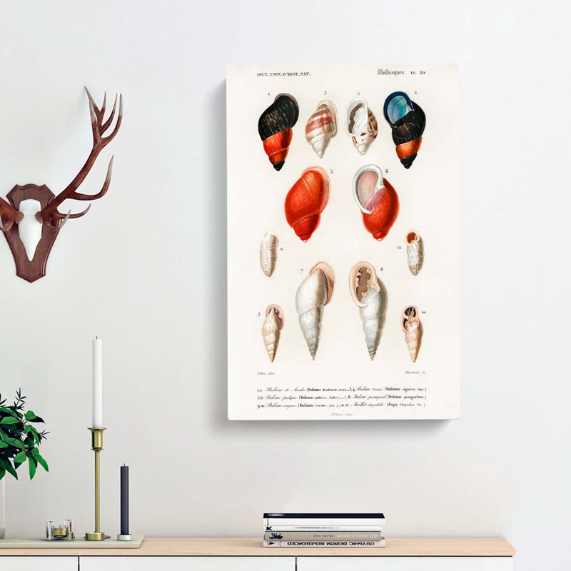 Mollusc Shell Illustrations PL. 20 by Charles D' Orbigny - Wrapped Canvas Painting, 50cm H x 35cm W x 3cm D