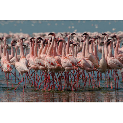 Lesser Flamingos by IMPALASTOCK - Wrapped Canvas Print