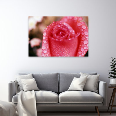 Dewdrops On Rose Blossom Close Up. Delicate Abstract Contemporary Rose Flower Nature Art