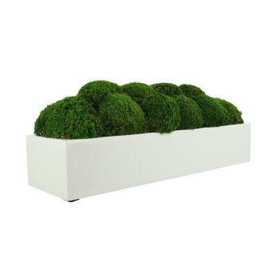 Nature's Nostalgia Moss Plant in Fiberstone Planter