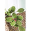 Couronne de houx verte avec baies rouges - 12 po - Vert