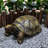 Turtle Garden Statue