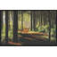 Forest Shadows Print by Sam Nash-890030116