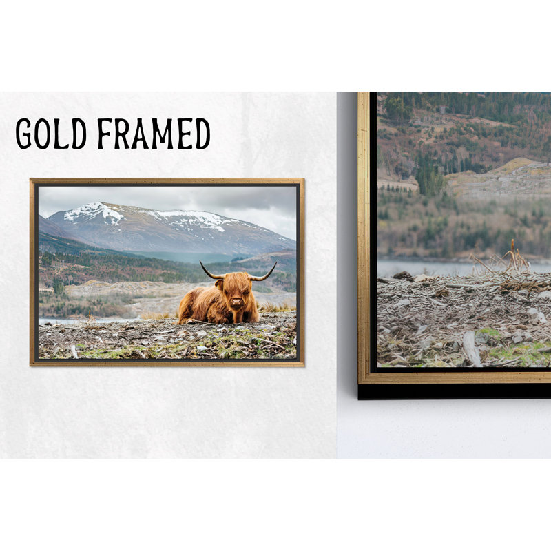 Impression sur toile de vache Highland, H: 11,9 po x l: 15,8 po