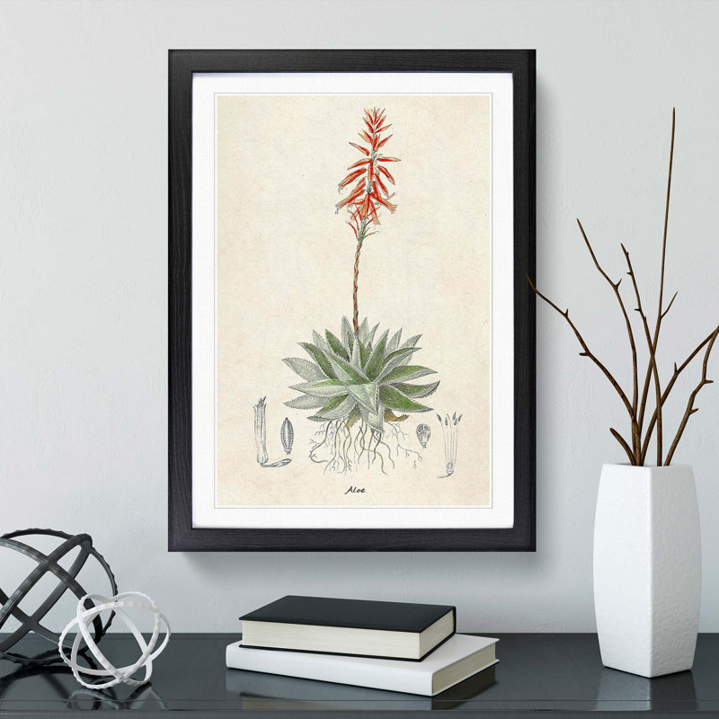 Illustration of an Aloe Vera Plant - Picture Frame Graphic Art Print, Black Framed, 48cm H x 36cm W x 2cm D