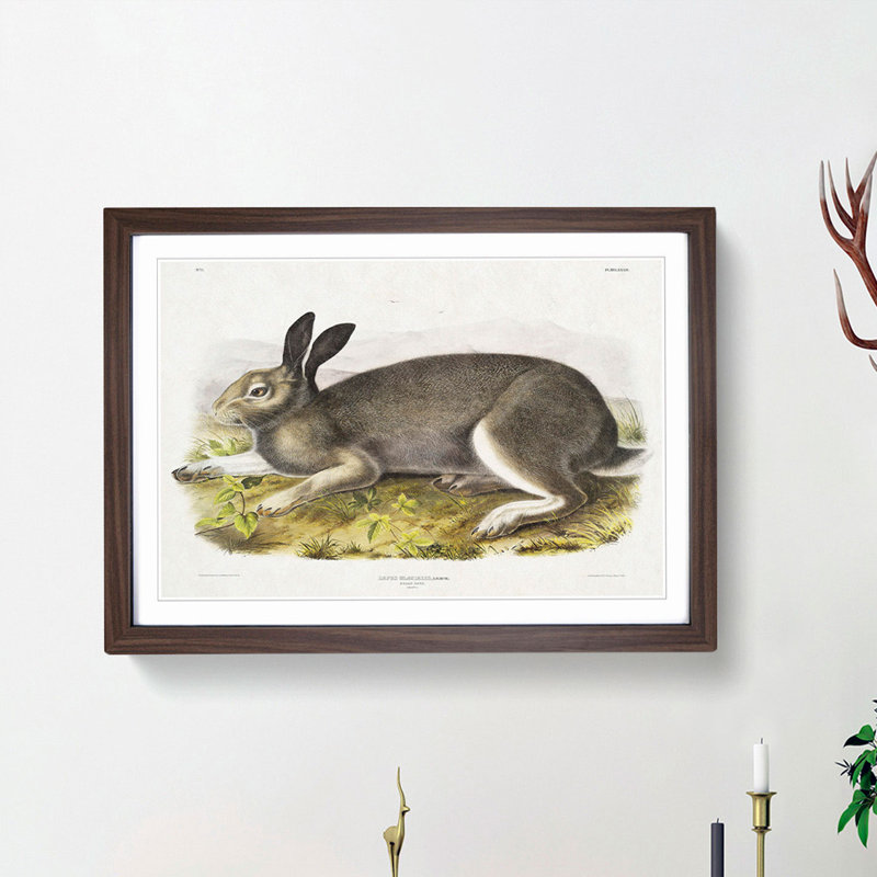 Polar Hare by J.W. Audubon - Picture Frame Painting Print, 27cm H x 36cm W x 2cm D, Walnut Framed