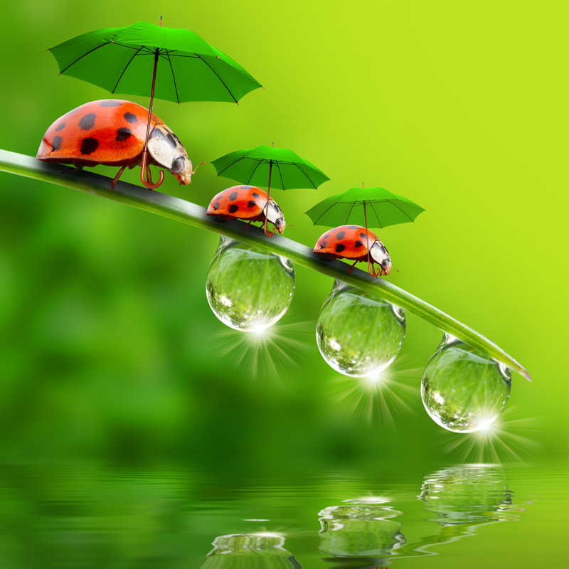 Three Ladybugs - Photographie sur toile tendue, L 12 po x H 12 po