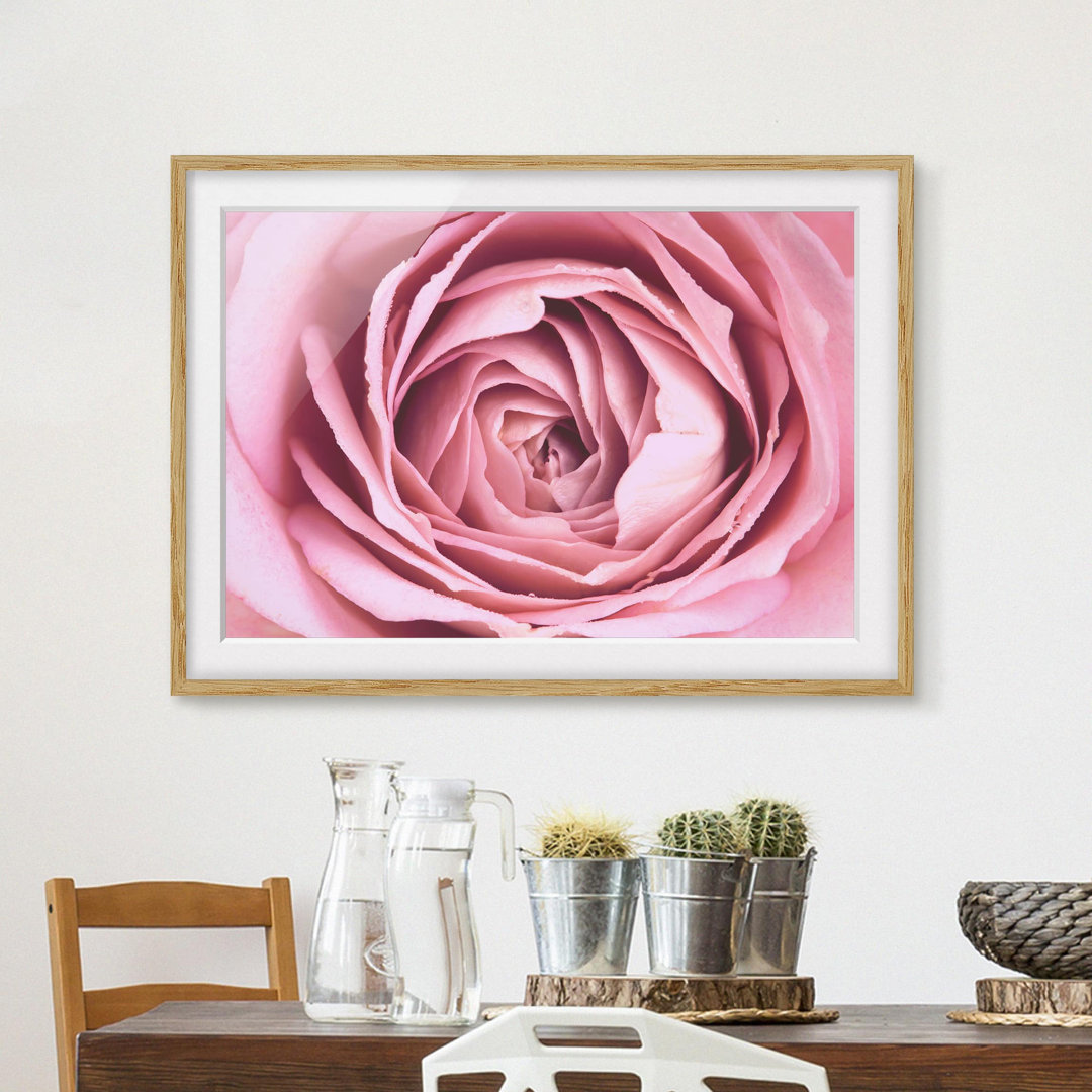 Gerahmtes Poster Pink Rose Flower