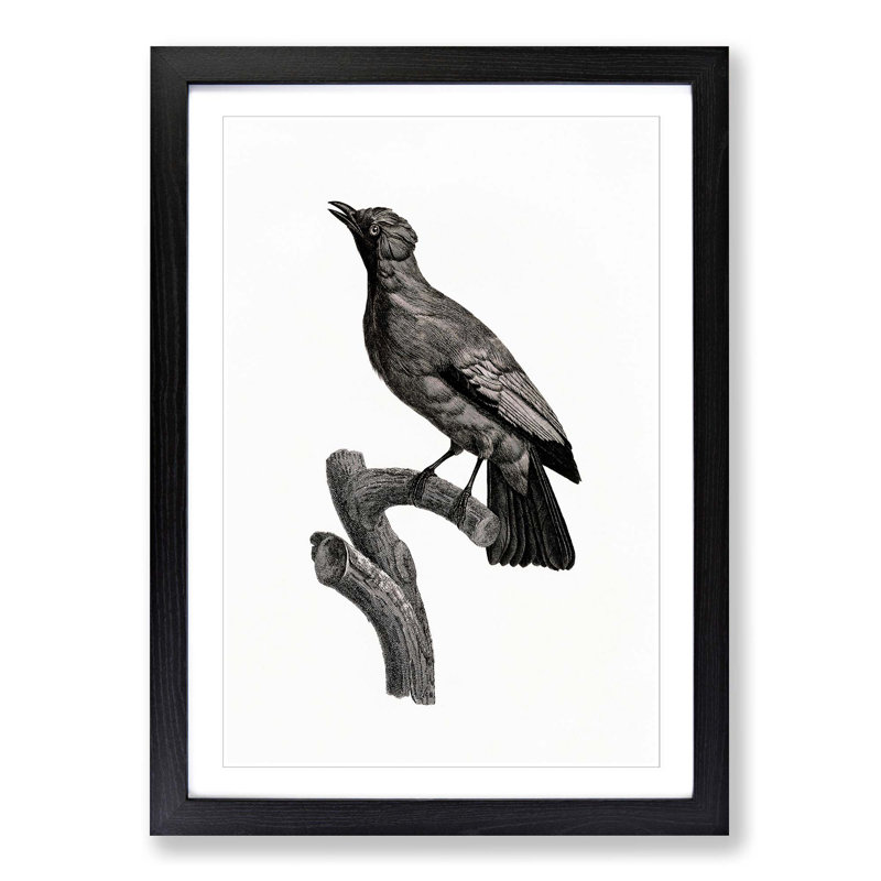 Paradise Crow by Jacques Barraband - Picture Frame Painting Print, Black Framed, 48cm H x 36cm W x 2cm D