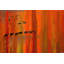 Parvez Taj - Wrapped Canvas Print-15986584