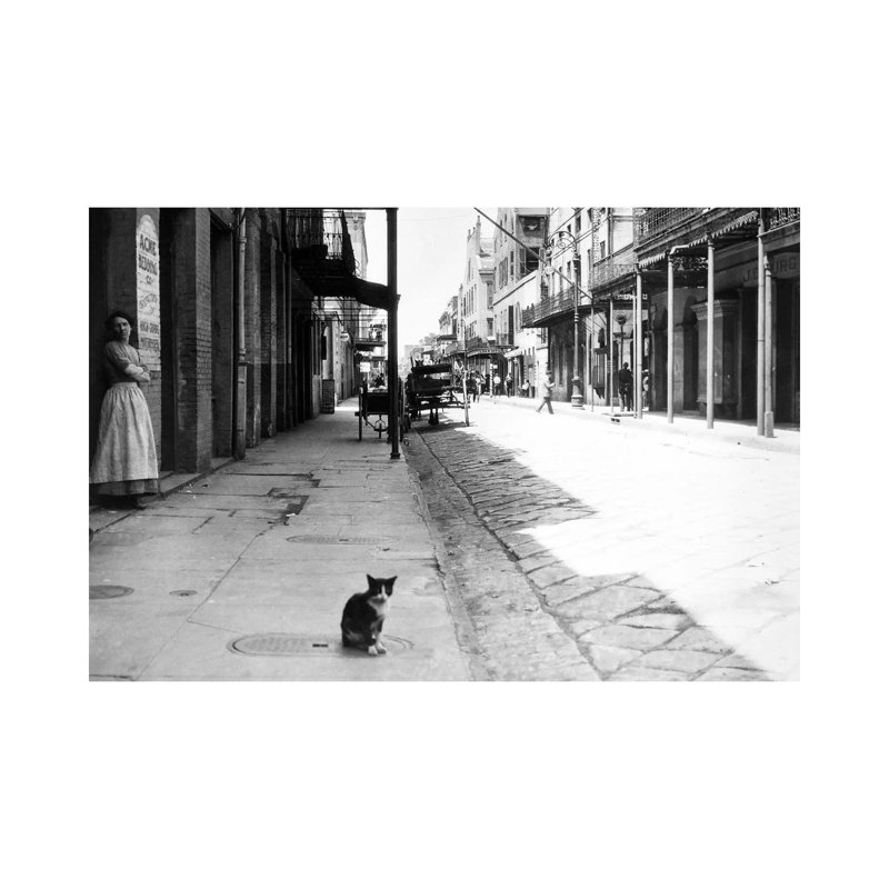 Early 1900s Cat Sitting On Street Older Section Of New Orleans Louisiana USA - Wrapped Canvas Print