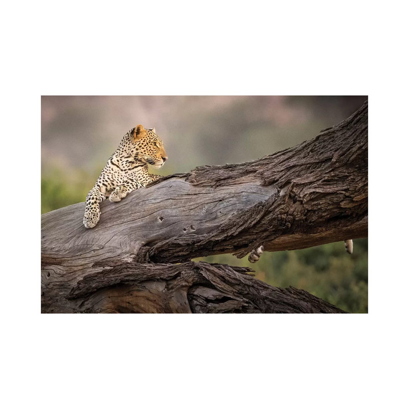 Africa, Kenya. Leopard Resting On Dead Tree. by Jaynes Gallery - Wrapped Canvas Print, 20.32cm H x 30.48cm W x 1.905cm D