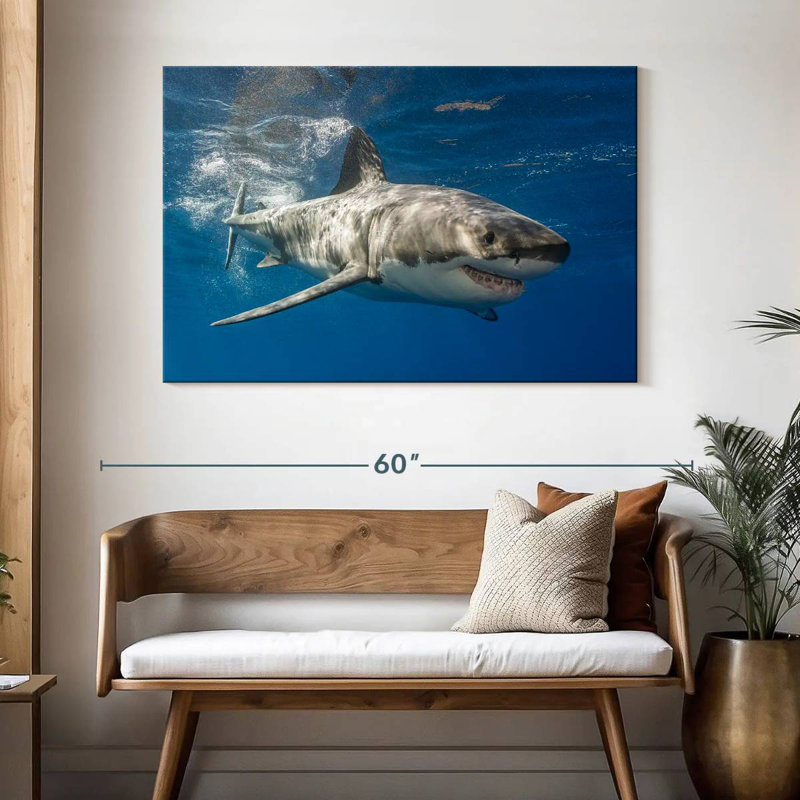 Requin, H 32 po x l 48 po