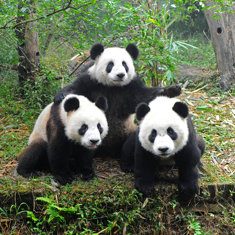Giant Pandas Posing by Hung_Chung_Chih - Wrapped Canvas Print, 51cm H x 51cm W