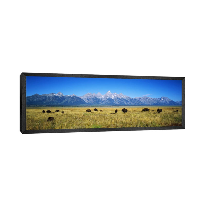 Field Of Bison With Mountains In BackgroundGrand Teton National Park, Wyoming, USA by Panoramic Images - Panoramic Gallery-Wrapped Canvas Giclée on Canvas