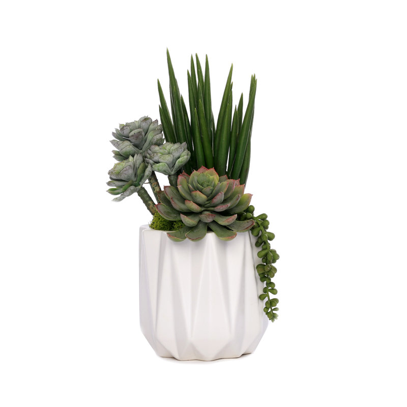 Succulent in Pot