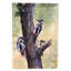 Drapeau de jardin 2 côtés woodpeckers par daphné baxter-16654760
