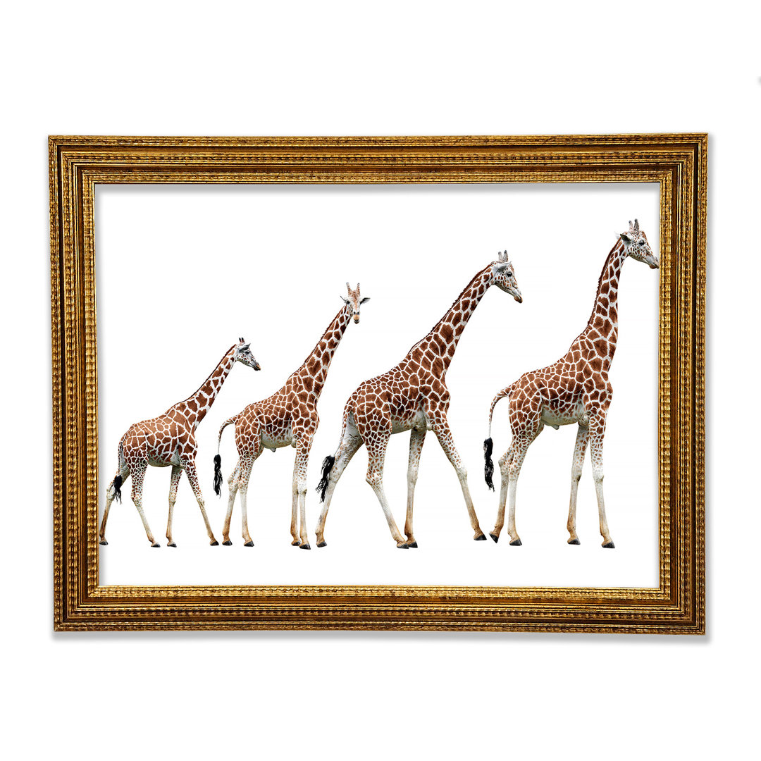 Giraffe Lineup - Drucken