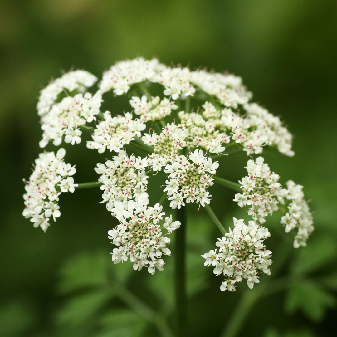 Leinwandbild White Angelica Flowers, Queen Anne's Lace