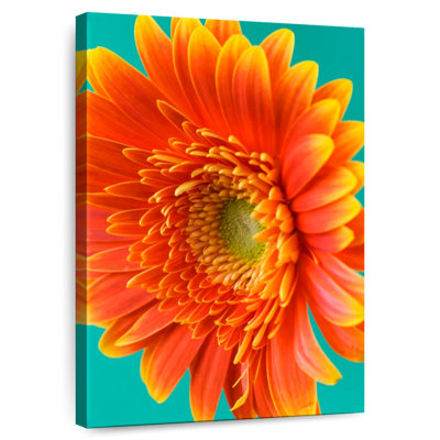Harnek Orange Gerbera Daisy II