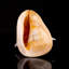 Genuine Horned Helmet Shell (4 Lbs)