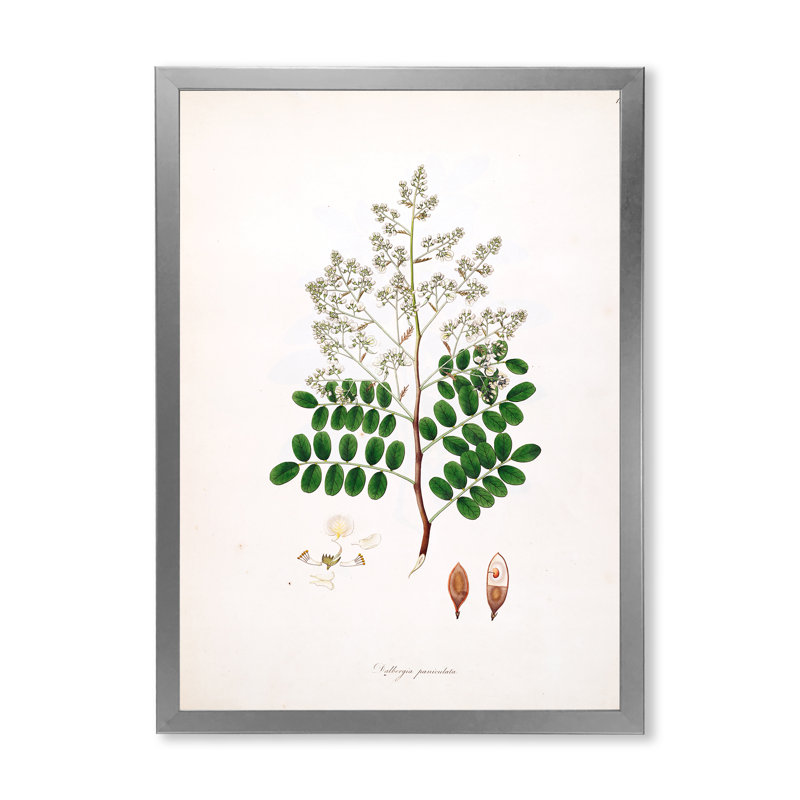 «Vintage Botanicals» - Peinture sur toile, H 40 po x l 30 po x 1,5 po, Cadre photo argenté