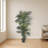 Golden Cane Palm Silk Tree