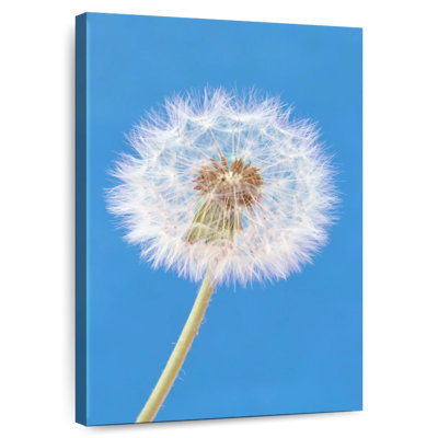 Dandelion Puffball