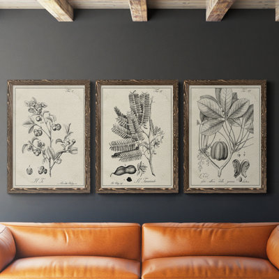 «Antique Black and White Botanical IV», ensemble de 3 reproductions d'art sur toile