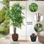 Ficus artificiel de 67 po résistant aux rayons UV avec des feuilles réalistes et un tronc naturel, plante artificielle