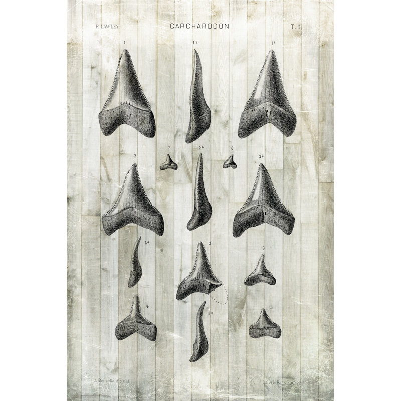 Relic Hunter I by Vision Studio - Graphic Art, 91cm H x 61cm W, Black Floater Framed
