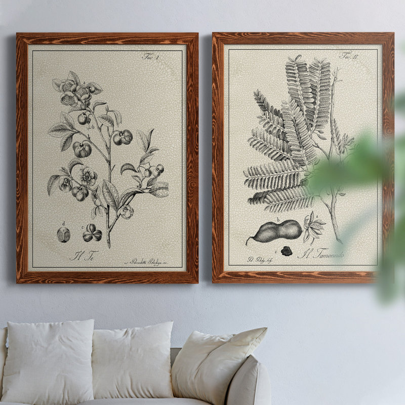 " Antique Black And White Botanical IV " 2 - Pieces Painting Print, Maple Framed Canvas, 31.5" H x 47" W x 1.5" D