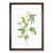 Walnut Framed selected