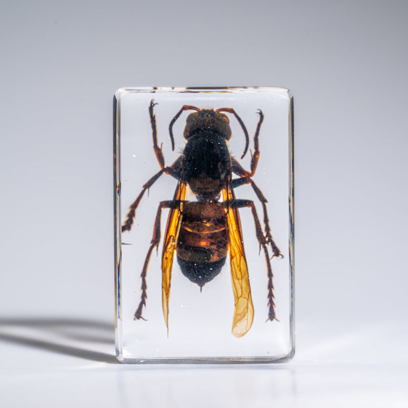 Genuine Single Cicada In Lucite