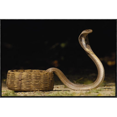 " Spectacled Cobra With Hood Flared "
