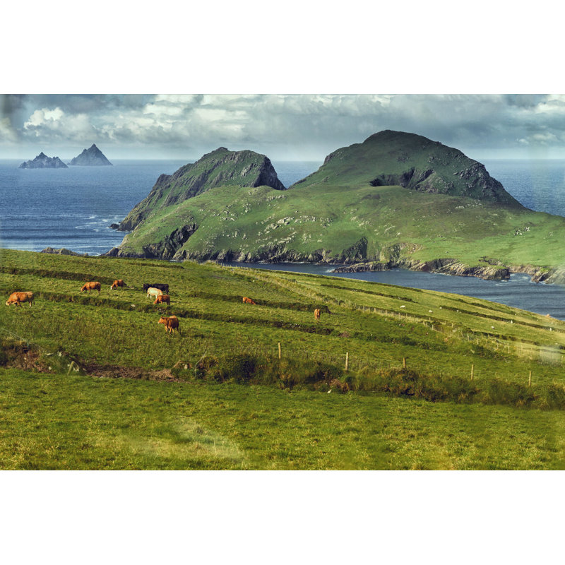 Henman Puffin Island, Irlande - impression, H 24 po x l 36 po
