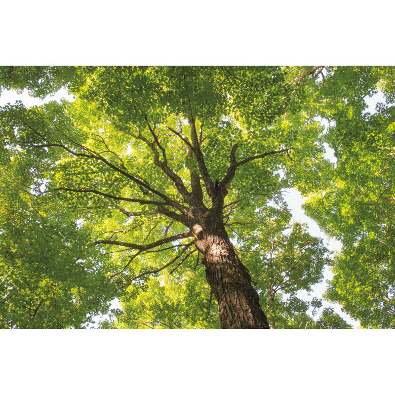 " Hardwood Forest Canopy V " by Alan Majchrowicz, 12" H x 18" W