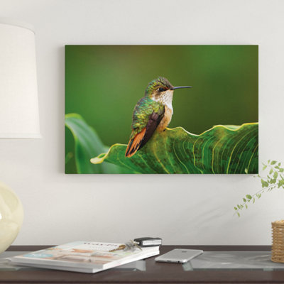 " Scintillant Hummingbird Female, Costa Rica " Color Photography