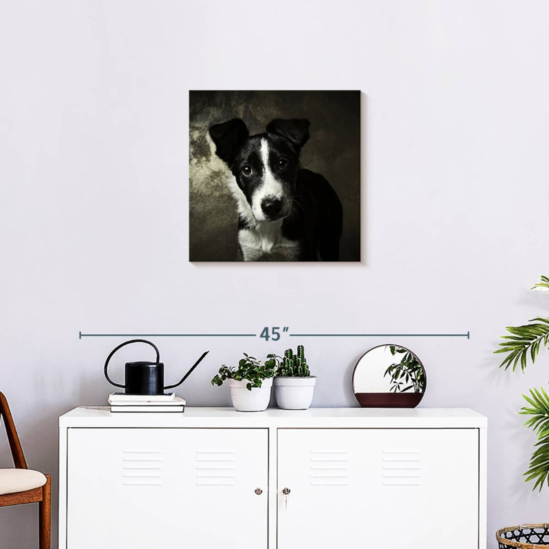 Chiot Border Collie de Brampt, H 20 po x l 20 po