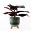 35cm Faux Plant in Ceramic Pot
