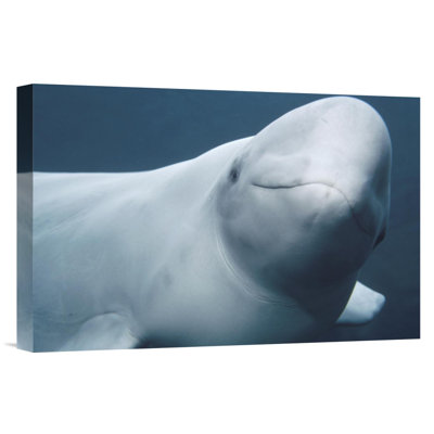 " Beluga, Vancouver Aquarium, Canada "