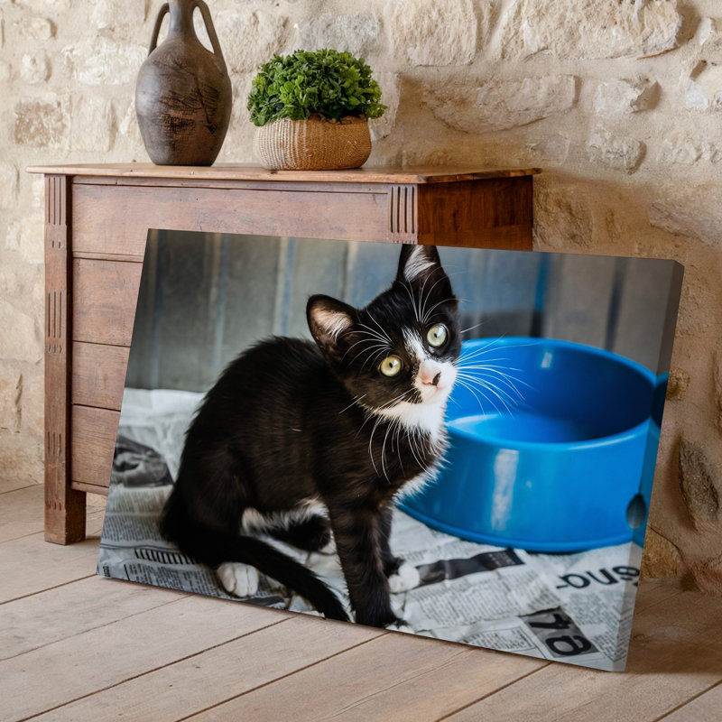 Toile, chaton noir et blanc ludique avec un grand art mural vert expressif, yeux curieusement assis sur un lit de journal froissé
