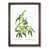 Walnut Framed selected