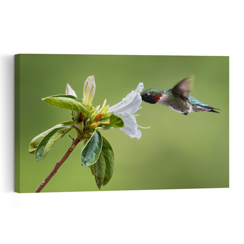 Colibri à gorge rubis, délicat et vibrant, abstrait, oiseau volant une fleur, nature, impression d'art mural, 32" H x 48" W