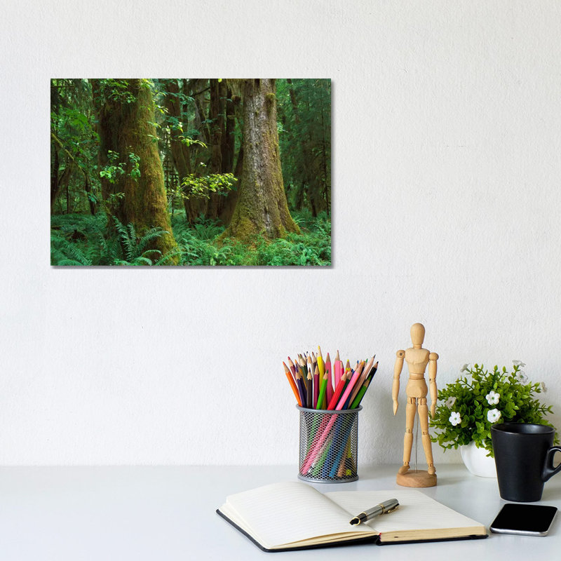 Moss-Covered Trees And Dense Undergrowth In The Hoh Temperate Rainforest, Olympic National Park by Tim Fitzharris - Gallery-Wrapped Canvas Giclée on Canvas