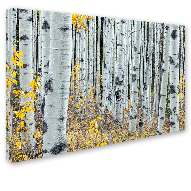 «Forest of Aspens», reproduction de photo sur toile tendue, H 30 po x l 47 po x p 2 po
