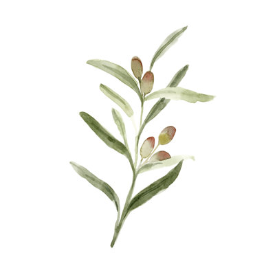Sweet Olive Branch II - Painting