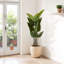Banane de 5,2 pieds de hauteur, 2 pièces, pour l'intérieur et l'extérieur, 12 feuilles, taille 63, arbre tropical, plastique, décoration,