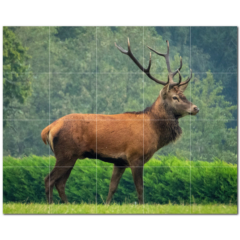 Cerf photo 12 x 12